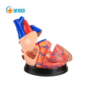 Modèle anatomique de coeur enseignement médical modèle détachable modèle de coeur de simulation pour pratiquer le département de <span class=keywords><strong>cardiologie</strong></span> - Product Image 1
