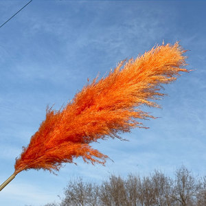 Meilleures ventes Herbe de la <span class=keywords><strong>pampa</strong></span> rouge brun foncé Décoration Fleurs artificielles faites à la main de qualité supérieure pour la fête des mères Retour à l'école Naturel - Product Image 5