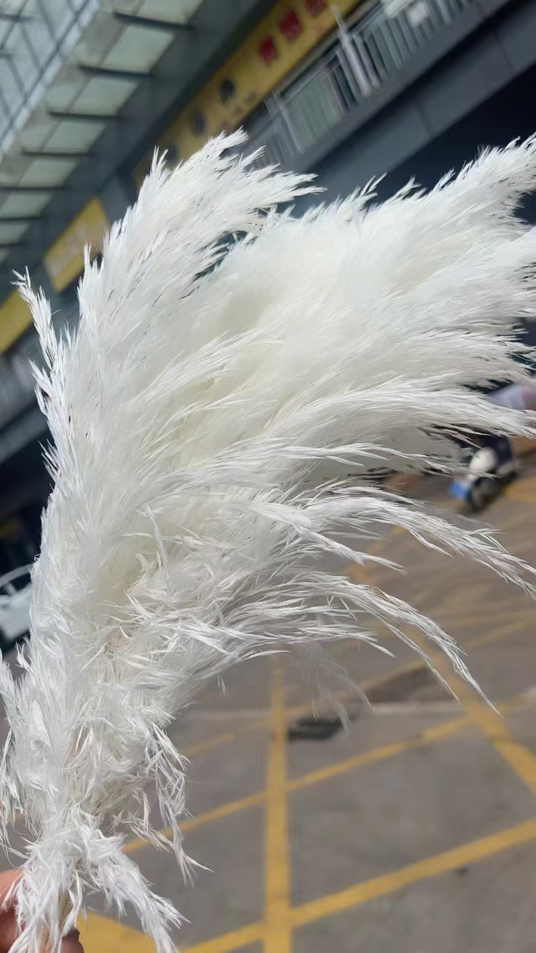 Blanco