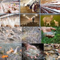 Vitamine C de haute pureté pour la volaille et les poissons, complément alimentaire pour améliorer l'immunité et favoriser la croissance