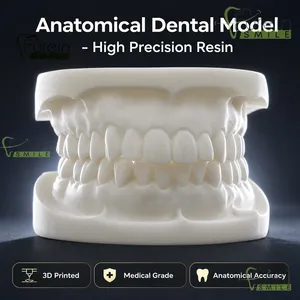 Modèle dentaire en plâtre avec base en acier inoxydable, modèle d'étude typodont blanc pour la formation et la démonstration en orthodontie - Product Image 2