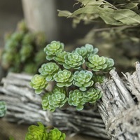 Plantes Décoratives Artificielles : Plantes Succulentes à 24 Branches, Graines Immortelles pour Mariages, Fêtes, Décoration de Jardin et Vente en Gros