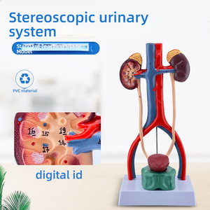 Anatomisches 3D-PVC-Modell des menschlichen Harn systems Nieren-<span class=keywords><strong>Ureters</strong></span>-Blasen-Harnröhre für die Ausbildung an der medizinischen Fakultät - Product Image 2