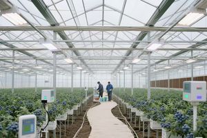 Tropische polycarbonaat PC-kassen en commerciële hydroponische teeltsystemen voor tomaten, sla en aardbeien - Product Image 5