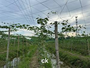 Pabrik dipasok kelas industri diamonium hidrogen fosfat aditif makanan untuk sayuran dan buah - Product Image 4