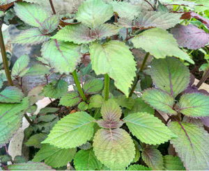 Frutescens <span class=keywords><strong>Basilic</strong></span> Purple Frutescens Seed Perila Fructus Perillae Perilla Seeds Perilla Leaf Powder Extract Oil - Product Image 4