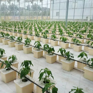 Idroponica giardino sistema di coltivazione di plastica Bato olandese secchio di plastica secchi per grandi radici ortaggi - Product Image 4