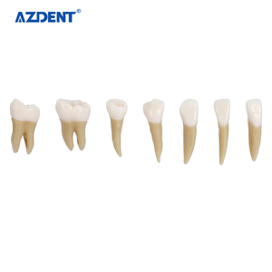 Modèles de dents en plastique pour soins dentaires permanents 1:1, étude/enseignement/formations, ensemble de modèles de particules dentaires - Product Image 6