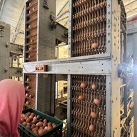 Système de cages en H automatiques pour l'élevage commercial de volailles, équipement de production d'œufs avec système d'alimentation