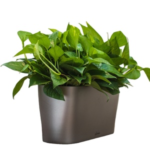 Planteur de bureau en plastique, sous vide, pot de fleurs, vase en verre, pour plante de jardin, vente en gros, injection, vente en gros - Product Image 1