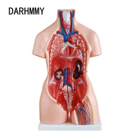 DARHMMY 85cm Unisex Torso Modelo 23 piezas Modelo anatómico para ciencia médica