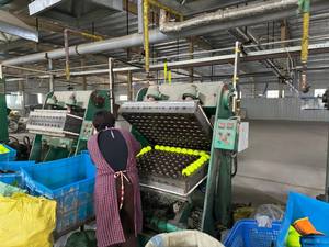 [ท็อปเรท] ลูกบอลเล่นสำหรับสัตว์เลี้ยง ช่วย<span class=keywords><strong>กระตุ้น</strong></span>สมอง ปลอดสารพิษ น้ำหนักเบา ขนาด 2 นิ้ว ของเล่นสุนัขสำหรับเล่นในบ้านและนอกบ้าน - Product Image 6