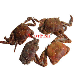 Appât de pêche lyophilisé, appât de pêche au <span class=keywords><strong>crabe</strong></span> de sable, avec prix d'usine - Product Image 2