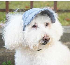 Chapeau pour chien Casquette de baseball en velours côtelé pour animaux de compagnie Protection solaire Outdoor Cat Headwear Fisherman Hat - Product Image 3