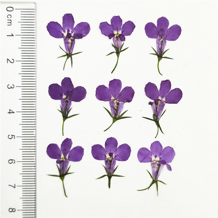 Bleu Violet