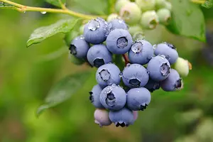 Fábrica Fornecimento Bebidas Em Pó Bulk Organic Wild Blueberry Extract Em Pó