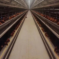 Bonne conception Cages automatiques en batterie pour poules pondeuses équipement d'élevage avec système d'abreuvement automatique pour ferme avicole