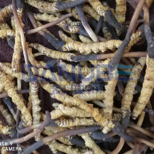 Four de traitement d'insectes à séchage automatique de haute qualité pour vers de farine, avec plateau de séchage à air, très demandé - Product Image 3