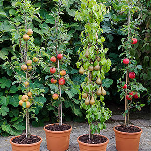 Bâtons <span class=keywords><strong>de</strong></span> bambou <span class=keywords><strong>de</strong></span> 4 pieds pour plantes, <span class=keywords><strong>piquets</strong></span> <span class=keywords><strong>de</strong></span> jardin <span class=keywords><strong>en</strong></span> <span class=keywords><strong>bois</strong></span> pour <span class=keywords><strong>tomates</strong></span>, haricots, fleurs, arbres, plantes <span class=keywords><strong>en</strong></span> pot et grimpantes, lot <span class=keywords><strong>de</strong></span> 25 - Product Image 6