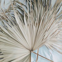 Dekorasi Dinding Rumah Pernikahan Gaya Boho, Daun Palem Jumbo Z-1, Daun Alami Kering, 110CM, Dekorasi Pampas