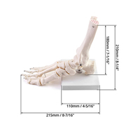 Modelo de esqueleto humano de plástico para pies, simulación de anatomía médica
