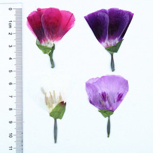 Fleurs de Godetia naturelles séchées pressées, petites et plates, de couleurs mélangées, pour maquillage de visage, nail art et artisanat en résine pour festivals - Product Image 1
