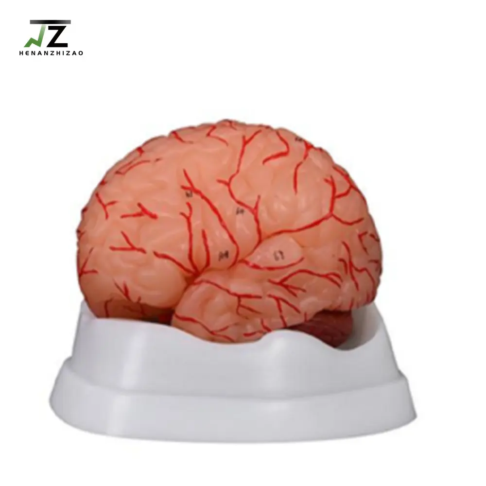 Tıp bilimi İnsan beyin anatomik eğitim modeli beyin modeli arterler ile 9 parça öğretim için