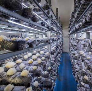 Chambre de culture de champignons personnalisée, conteneur de culture isolé, équipement de production industrielle de champignons comestibles - Product Image 4