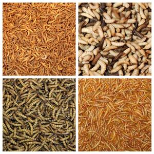 Automatique Industriel Noir Soldat Mouche Déshydratation Équipement Larves Séchage Rapide Vers De Farine Cuisson Micro-ondes Maggot Sèche Machine - Product Image 6