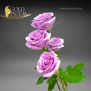 Flores Frescas al por Mayor de Kunming, La Canción del Océano - Product Image 3