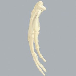 KyrenMed, modelo anatómico medio de <span class=keywords><strong>mano</strong></span> humana izquierda <span class=keywords><strong>derecha</strong></span> de espuma sólida, modelo de entrenamiento ortopédico para Taller de perforación preoperatoria - Product Image 6