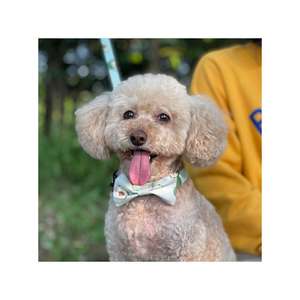 <span class=keywords><strong>Harness</strong></span> anjing reflektif, <span class=keywords><strong>Harness</strong></span> anjing reflektif dapat disesuaikan, mewah, lembut, nyaman, <span class=keywords><strong>Harness</strong></span> hewan peliharaan untuk berjalan di luar ruangan - Product Image 4