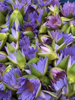Bunga Teratai Biru Kering Pilihan, Bunga Lotus Utuh, Herbal Bunga Mesir untuk Ramuan Herbal yang Menenangkan