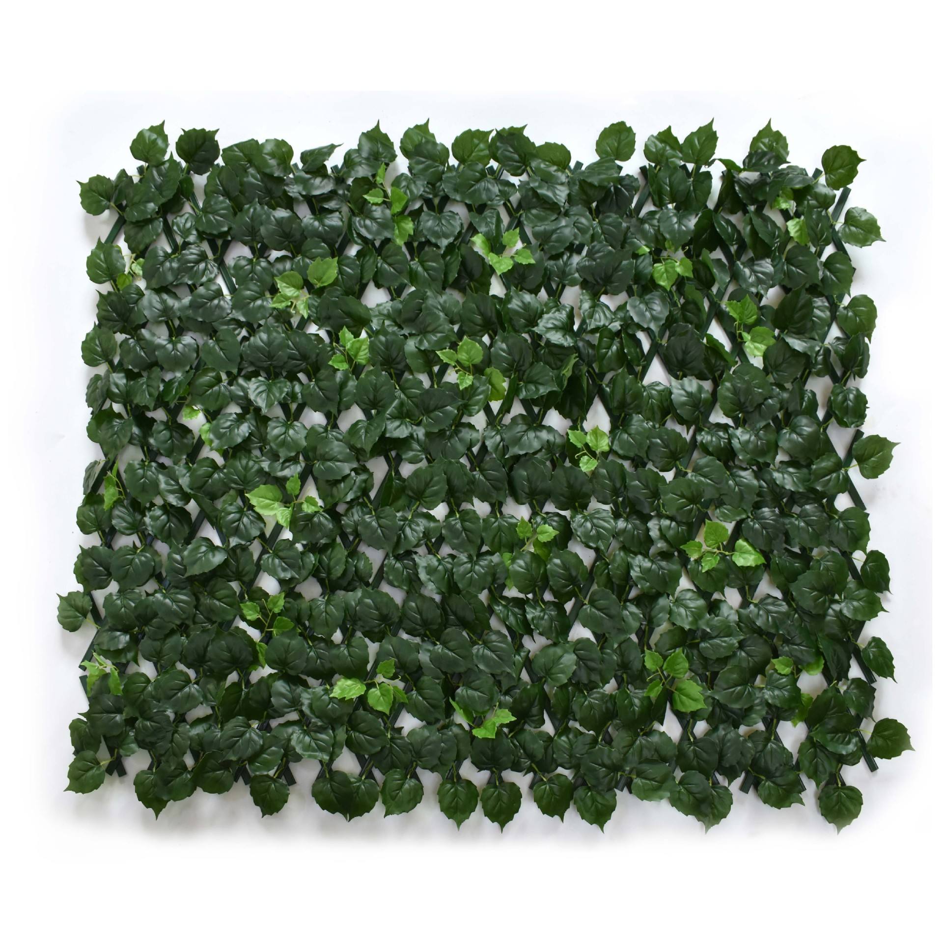 Valla de uva verde oscuro