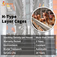 Cage à batterie entièrement automatique en H pour poules pondeuses – Fournisseur d'équipements d'élevage avicole