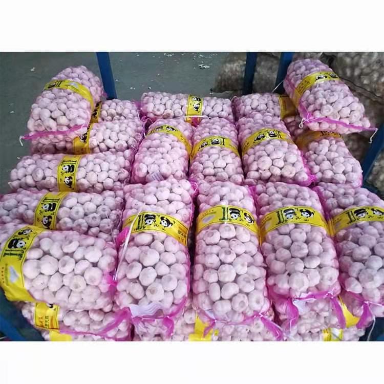 Sinofarm Knoblauch frischer chinesischer Knoblauch normaler weißer roter lila frischer Knoblauch alho Fresko bawang putih Großhandel