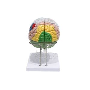人体器官脳モデル 新型4D解剖模型 2倍脳皮質機能位置特定モデル 人間の脳の解剖学 - Product Image 2