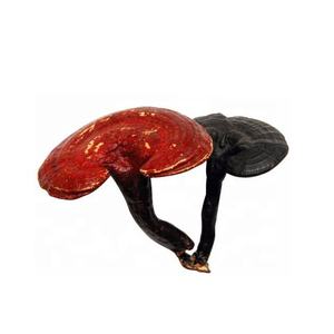 Органический дикий Lingzhi Ganoderma капсульный напиток для здоровья кофе, оптовая продажа высококачественных продуктов, ломтики гриба Рейши - Product Image 2