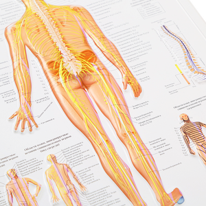Mapa anatômico da parede 3D do sistema digestivo Gráfico anatômico dos órgãos humanos - Product Image 6