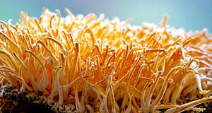 Fabriekslevering <span class=keywords><strong>Cordyceps</strong></span> Sinensis Extract <span class=keywords><strong>Capsule</strong></span> Supplement <span class=keywords><strong>Cordyceps</strong></span> Militaris Extract Capsules 10:1 20:1 30:1 - Product Image 3