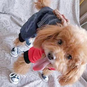 कैनवास क्लासिक एंटी-स्लिप हेलोलीन/क्रिसमस पालतू जानवर खेल आकस्मिक जूते शरद ऋतु/सर्दियों के लिए - Product Image 2