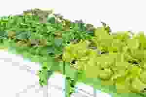 Kit d'agriculture en serre aquaponique hydroponique intelligente système de culture modulaire en pot de plantes intérieur extérieur légumes herbes fleurs agr - Product Image 1