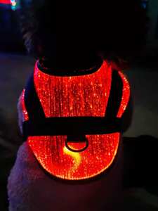 Roupas para cães de estimação em fibra óptica LED luminosa para uso em todas as estações disponíveis - Product Image 4