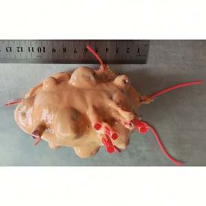 Módulo de modelo de entrenamiento de miomectomía de tumor de endoscopia quirúrgica KyrenMed para práctica - Product Image 4