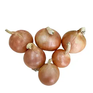 China New Crop Natural Fresh Onion Supplier in Low price, High quality