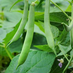Cultivar de haricots pour l'agriculture professionnelle : Productivité supérieure, formation uniforme des gousses et succès commercial des produits frais - Product Image 1