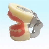 Modelo de entrenamiento Dental para niños, dientes estándar, modelo de dientes deciduos