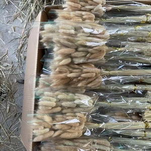 Tự Nhiên Pampas Thỏ Đuôi Cỏ Bảo Quản Thỏ Đuôi Cỏ Khô Hoa Bó Hoa Cho Boho Trang Trí Nội Thất - Product Image 4