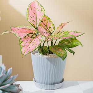 Vente en gros de petit pot de <span class=keywords><strong>fleur</strong></span> en résine <span class=keywords><strong>plastique</strong></span> blanc design moderne spécial nouveau pot d'aloe vera plateau de succulentes pour cactus plantes en pot - Product Image 3