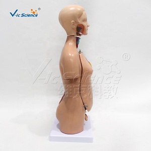 Modèle de torse humain homme/femme de 45 cm, 23 parties détachables, modèle d'enseignement médical d'anatomie avec fœtus en PVC - Product Image 4